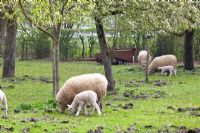 Orchard with grazing sheep