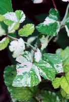 Rubus microphyllus 'Variegatus'