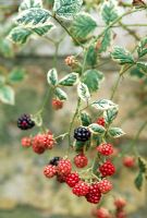 Rubus fruticosus 'Variegatus'