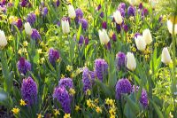 Colourful Spring border of Narcissus 'Tete a Tete', Hyacinthus 'Purple Voice', Tulipa 'Purple Prince', Tulipa fosteriana 'White Emperor' 
 