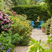 Herbaceous perennials, high hedge, ornate bright blue garden furniture and gravel path in garden - Wilkins Pleck NGS, Whitmore, Staffordshire, UK. July 
 