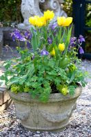 Tulipa 'Monte Carlo' and Aquilegia 'Navy and White' in stone pot
