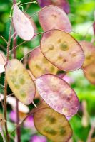 Lunaria annua - Honesty seedpods - Chenies Manor gardens