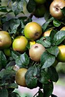 Malus domestica 'Golden Russet' grown as cordon on M26 rootstock