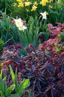 Narcissus, Heuchera 'Caramel' and Euphorbia x martinii 'Blackbird' 