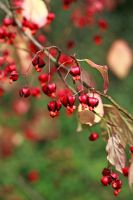 Euonymus oxyphyllus - Spindle Tree