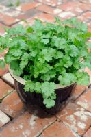 Pot grown coriander on a reclaimed red brick pathway, August