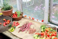 Greenhouse bench in early Autumn with borlotti beans and last of the greenhouse tomatoes and chillies ripening on hessian sacking, September