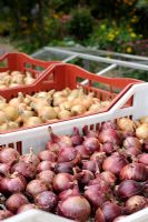 Maincrop onions drying off in plastic trays, September