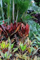 Codiaeum and palms in tropical border planting - RHS Hampton Court Flower Show