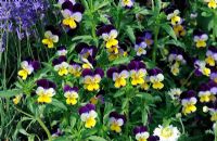 Viola tricolor - Heartsease wild pansy