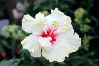 Hibiscus rosa sinensis 'Cockatoo'