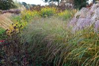 New area of perennials and grasses, including Miscanthus sinensis, Panicum virgatum, Echinacea seedheads and Solidago rugosa, designed by Piet Oudolf - Trentham Gardens, Staffordshire, October