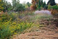 New area of perennials and grasses, including Calamagrostis, Solidago rugosa, Echinacea and Phlomis seedheads, Panicum virgatum and Miscanthus sinensis, designed by Piet Oudolf - Trentham Gardens, Staffordshire, October