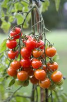 Lycopersicum - Tomato 'Suncherry'
