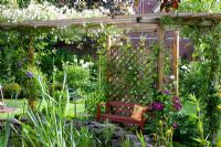 Pergola with wooden bench and Rosa 'Pauls Himalayan Musk' climbing over it