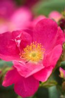 Rosa gallica splendens 'Frankfurt'