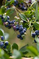 Fruit of Vaccinium 'Earliblue' - Blueberry