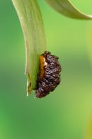 Liliocereus lilii - Lily beetle larva