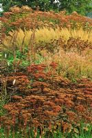 Calamagrostis brachytricha, Eupatorium atropurpureum, seed heads of Sedum, Astrantia, Echinacea - Pensthorpe Millenium Garden, Norfolk, Autumn 