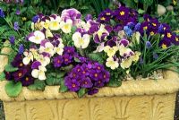 Spring planting in a buff coloured stone trough. Viola - Pansy 'Royal Delft' with Primula 'Wanda Hybrid' - Primroses and  Muscari armeniacum - Grape Hyacinths