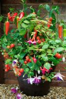 Tomato 'Minibel' with Capsicum - Pepper 'Hungarian Hot Wax', new Fuchsia 'Quasar Giant' and a variegated Fuchsia in a brown glazed pot