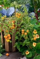 Tomato 'Tumbling Tom Yellow' in tall terracotta pot with Brassica - Red Cabbage and Ruby Chard in the background and Tropaeolum majus - Nasturtium 'Strawberry Ice' alongside