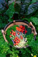 Vegetable, flower and herb harvest in a round willow basket. Tagetes - French marigolds with Tropaeolum - Nasturtium 'Cobra', Shrimp Bean, 'Aneloni Gialto', 'Violet Podded' Bean and Climbing form of Italian firetongue bean 'Borlotto' , Parsley and Tomato 'Tumbler'