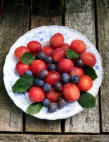 'Victoria' plums and Damsons displayed on a plate