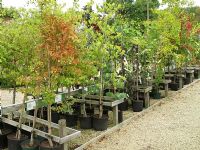Good quality container grown trees for sale at Waterperry garden centre                              