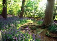 Hyacinthoides non-scripta - Bluebell Wood at Coton Manor