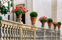 Red Perlagoniums and box in pots on sides of steps at the entrance - Villa Della Porta Bozzolo, Casalzuigno, Italy