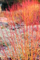 Cornus sanguinea 'Midwinter Fire' - Dogwood, March