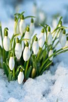 Galanthus nivalis - Snowdrops, February