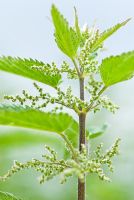 Urtica dioica - Stinging Nettle, July