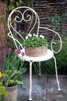 French style metal chair with Bellis perennis planted in an old wooden seive