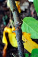 Nectria gallingena - Apple Canker on Malus domestica cultivar