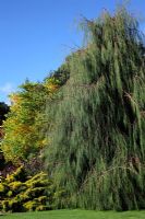Chamaecyparis lawsoniana 'Imbricata 'Pendula' with Gymnocladus dioica - Kentucky Coffee Tree and Juniperus x pfitzeriana 'Carbery Gold' in the foliage garden at RHS Rosemoor
