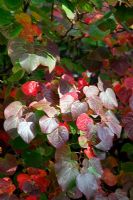 Disanthus cercidifolius AGM autumn colour