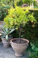 Citrus fruit tree in pot