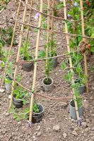 Lathyrus - Sweet Peas planted around the base of a cane wigwam