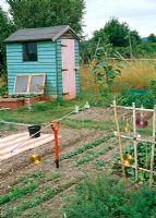 Bird scarers on allotment with painted shed, beds of beetroot and carrots