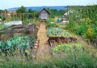 Lavender border, mixed lettuces, onions, cabbages, runner beans, shed and greenhouse on allotment 