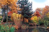 Pond at Bluebell Arboretum, November, 