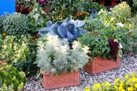 Terracotta planters of Artemisia arborescens 'Samson', Tomatoes and Cabbage