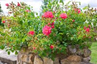 Deep pink dwarf Rosa planted on stone wall planter at High Canfold Farm, Surrey 