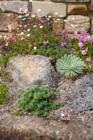 Detail of  old stone trough planted with Succulents, Saxifrages and Erigeron.. High Canfold Farm, Surrey 
 