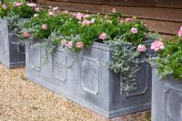 Large lead troughs overflowing with pink Pelargoniums and Helichrysum. High Canfold Farm, Surrey 