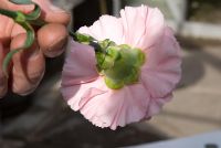Showing Dianthus - Looking at the underneath of a Dianthus flower to see if the petals are overlapping 