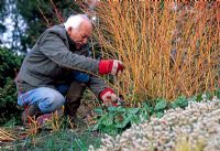 Adrian Bloom pruning Cornus sanguinea 'Midwinter Fire'